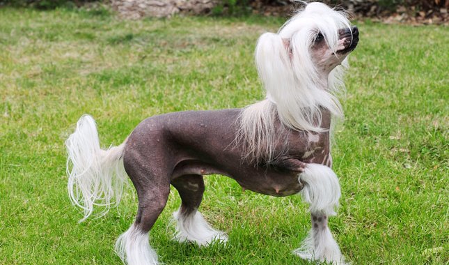 Most Hilarious Dog Breeds 